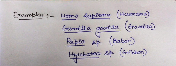 Examples :- Homo Sapiemo (Hamams) (Gronina) Papio sp. (Babon) Gorilla gostilla Hylobatera sp. (Gibbon)