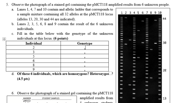 5. Observe the photograph of a stained gel containing the PMCT118 amplified results from 6 unknown people. a. Lanes 1, 4, 7 a