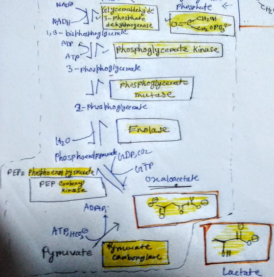 MARGO Phosphate & A 다 folyceroldehyde 1/3-Phosphate NADH Idehydrogenase 1, 3 - bisphosphoglycende Tone-CH₂oy VCK 0P0,2 STA P