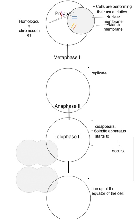 Proph Cells are performing their usual duties. Nuclear membrane Plasma membrane Homologou S chromosom es Metaphase II replica