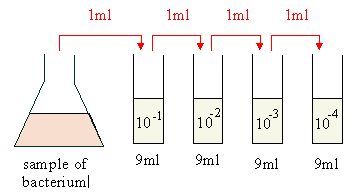 1ml 1m m1ml 9ml9ml sample of bacteriuml
