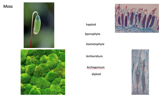 Moss AD haploid Sporophyte Gametophyte Antheridium Archegonium diploid