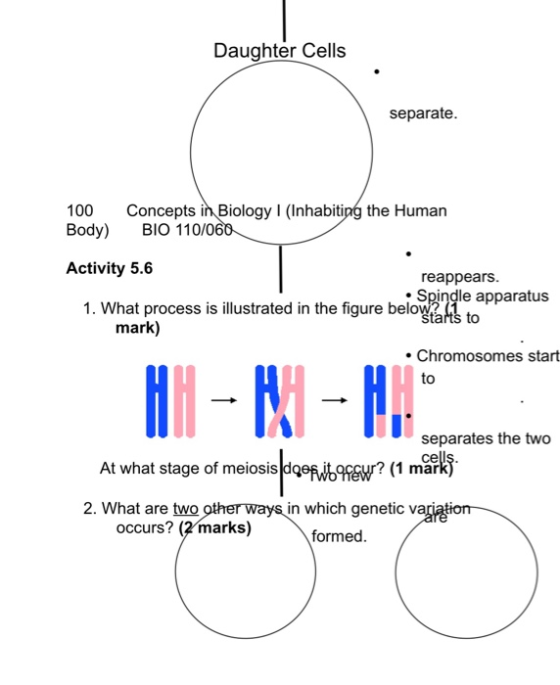 Daughter Cells separate. 100 Body) Concepts in Biology 1 (Inhabiting the Human BIO 110/060 Activity 5.6 reappears. 1. What pr
