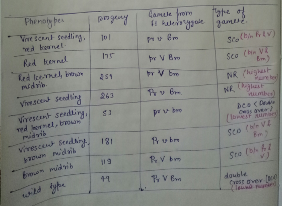 Phenotypes Virescent seedling, progeny 101 Camere from If heterozygote pr v Bm type of gamere. sco (b/n Pr & V) Seo (bln V& 1