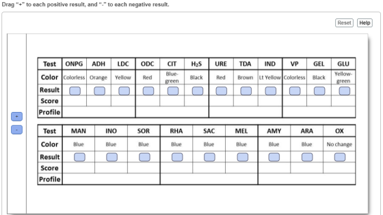 Drag + to each positive result, and _ to each negative result. Reset Help Test ONPG ADH LDC ODC H2S URE TDA IND VP GEL CI