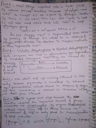 oubave paved renchions becauke. NAD aept es o all celly need NADH ack inta NAD t でyola NAD+ら 너 ETC.wtile ar in asence NAD ase 1a Cosn ャ. Product ADH investmeuct ATDm hese So occurs