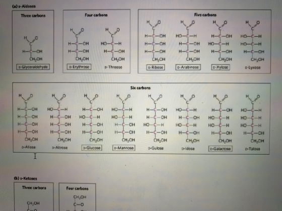 (a) D-Aldoses Three carbons Four carbons Five carbons но не HO -OH н-с-он CH, OH D-Glyceraldehyde но-с-н H-C-OH снион D-Threo
