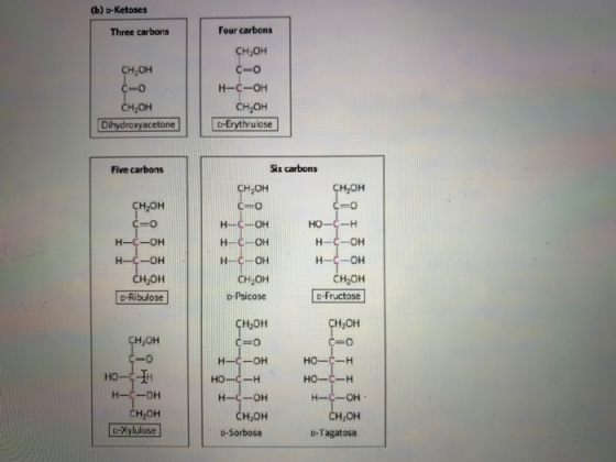 (b) D-Ketoses Three carbons Сн,он со CH,OH Dihydroxyacetone Four carbons сн,он со н-с-он Сн,он -Erythrulose) Five carbons -o