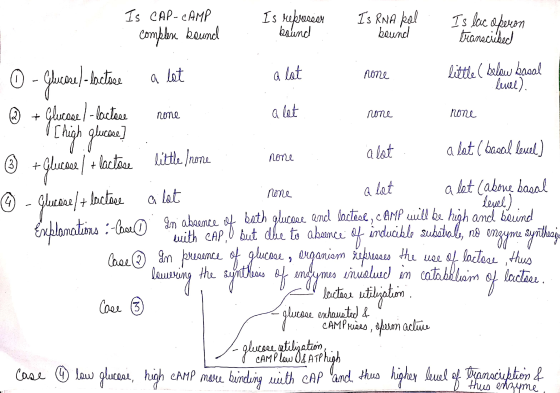 1. Is CAP-CAMP i complexe bound Is represcar bound - Is RNA kol . bound Is lac okeron transciibed a lot none none none none @