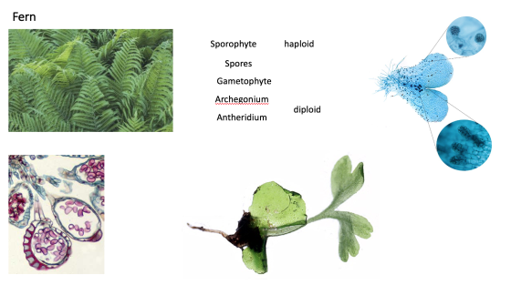 Fern Sporophyte haploid Spores Gametophyte Archegonium diploid Antheridium