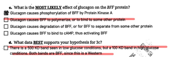 c. What is the MOST LIKELY effect of glucagon on the BFF protein? N Glucagon causes phosphorylation of BFF by Protein kinase