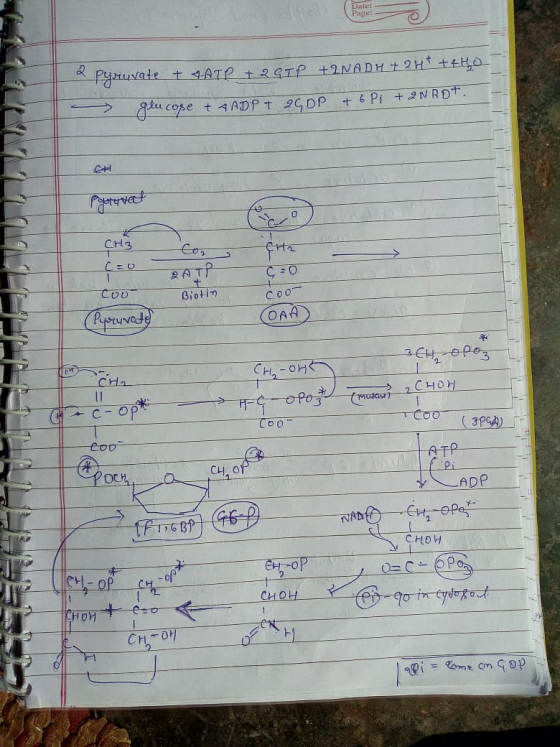 Datet Page: a pyruvate + 4ATP + 2 GTP +RNADH + 2H² ++ho > glucose + AADPT QG OP & 6 Pi + 2NROT. EH Porrat CH3 Con fte CEO c=0