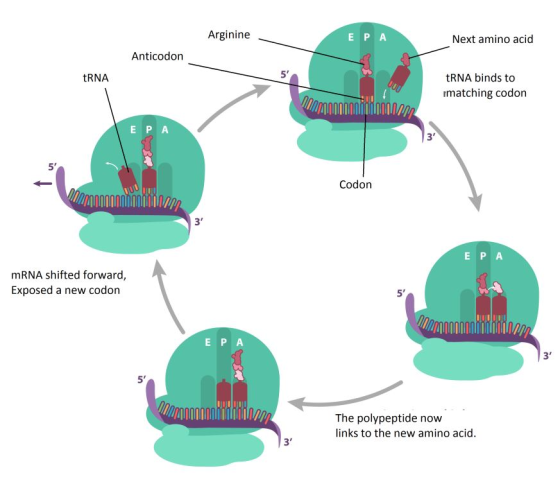 Arginine E PA Next amino acid Anticodon tRNA tRNA binds to matching codon որրորՈՈՈՈՈՈՈՈՈՈՈրրը: EPA Codon Domandonninnnitelma