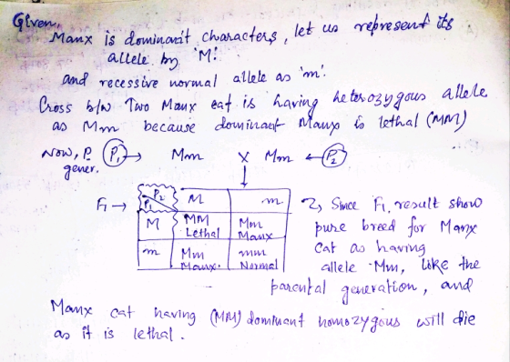 Mantx is dmin ant characters , let ua (rekveseet Manx ls daminant cんmac Dnd recessive normal allele a m Mm because Mauy efhal