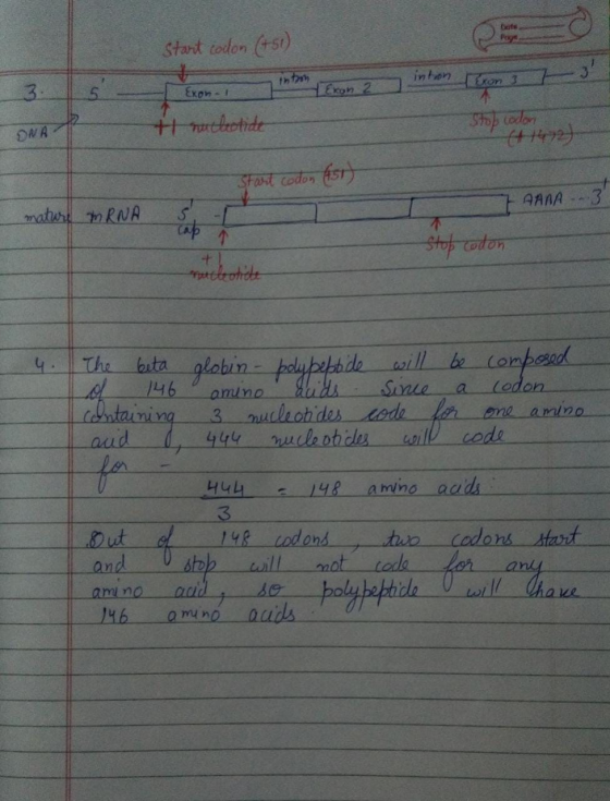 Dats Poy start codon (+51) inton on 3 7 3: 5 Exon. Exon 2 T tl nucleotide ONA Stop codon (+1472) Start codon (451) AAA 3 matu