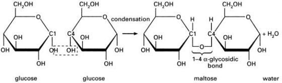 CH,OH CH20H CH2OH CH2OH condensation C1 C4 + H2o OH OH OH OH OH OH OH OH OH OH 1-4 α-glycosidic bond OH OH OH OH glucose gluc