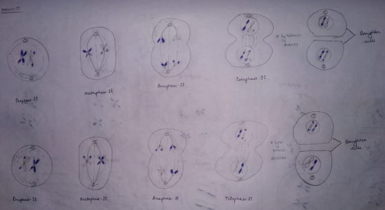 Minir Daughter by folwas مال பொ . Telophase 11. Anaphase-26 metaphase-21 Prephase-II *cutor Daughter ws. Occund- Prophase-II