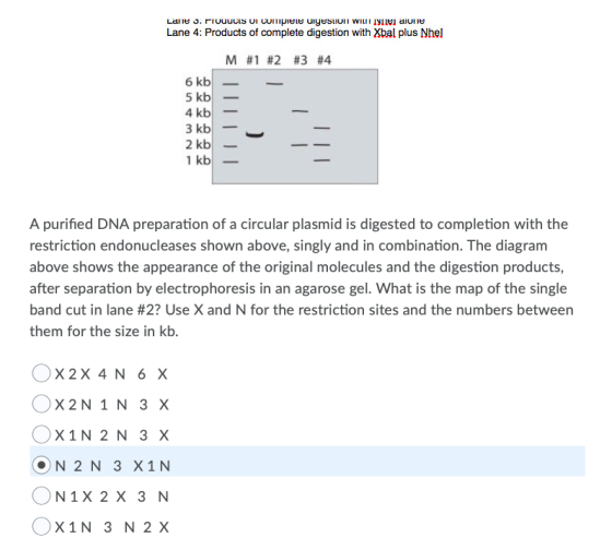 Lane 3. PruuUCIS UI compiere uiyesion WILTT III alone Lane 4: Products of complete digestion with Xbal plus Nhel M #1 #2 #3 #