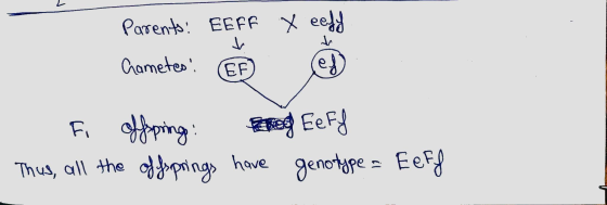 Parents! EEFF x eeff Cametes! F @ Fi offspring og Eeff Thus, all the offsprings have genotype = Eeff