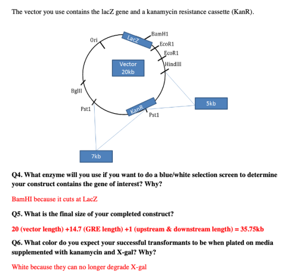 The vector you use contains the lacZ gene and a kanamycin resistance cassette (KanR) BamH1 Lacz Ori EcoR1 ECOR1 Hindlll Vecto