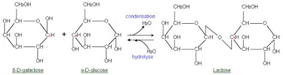 CH2OH CH20H CH20H CH2OH condensation H20 OH OH hydrolyse B-D-galactose α-D-glucose