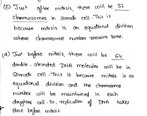 @ Just after mitosis, there will be 32. Choomosomes in Somatic cell . This is because mitosis is an equational division coher