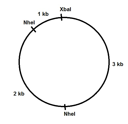 vb Xbal 1 kb Nhel 3 kb 2 kb Nhel