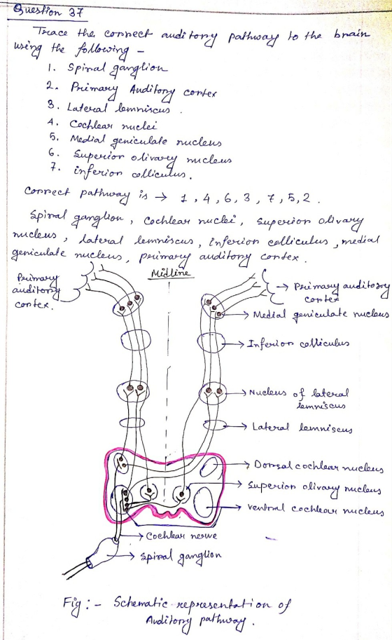 Question 37 Trace the connect auditory pathway to the brain using the following 1. spinal ganglion 2. Primary Auditory corter