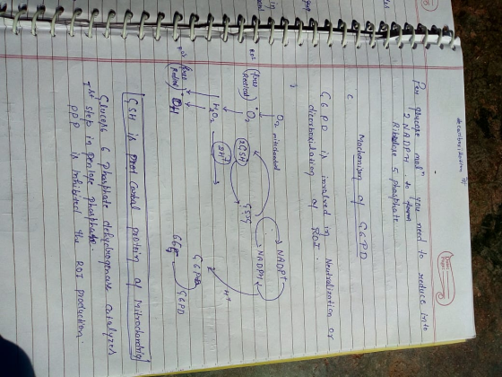 de carbox illotilen FH to reduce into glucose moll you need 12 NADPH to forma Ribulose 5 phosphate Machanism of G6PD Neutrali