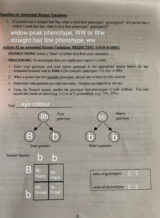 Question on Autosomal Human Variations. 1. If a person has a straight hair line, what is (are) their phenotype? genotype(s)?