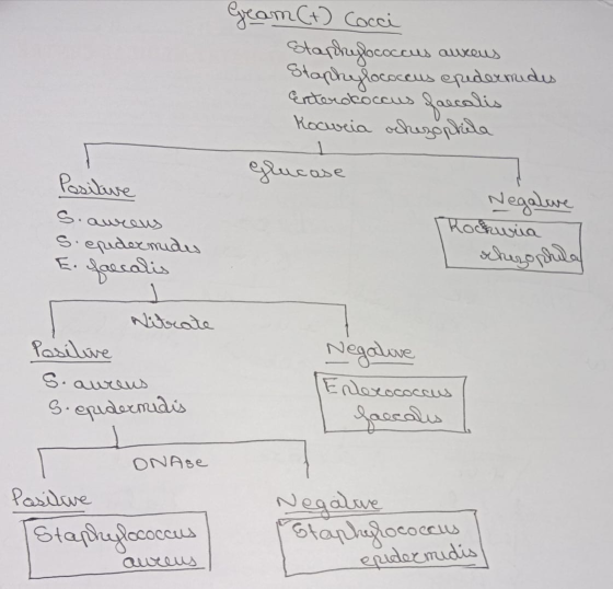 Geam (+) Cocci Stardrylococcus aureus Staphylococcus epidermides Enterococcus faecalis Kocuria ochezophila Glucose Positive S