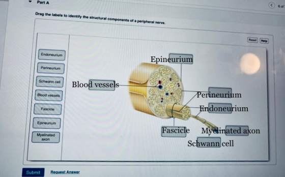 Part A Drag the labels to identify the structural components of a peripheral nerve. Endoneurum Epineurium Perineurtum Blood v
