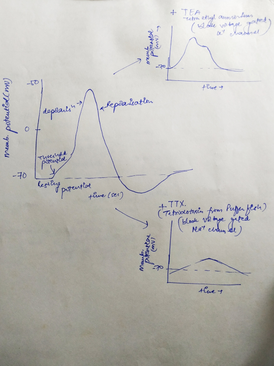 + TEA Tetra ethyl anmortuar Blose voltage gated) w ramel potentlal meus P (MN) -50 timet alsation depolarlin aan Memb. potent