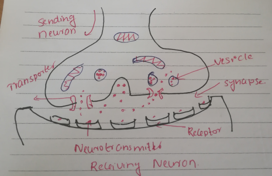 Sending neuron -vesicle Transporter - synapse YYY Receptor Neurotransmitted Receiving Neuron.