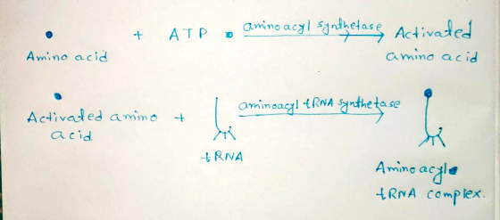 + Amino acid ATP o amino acyl synthetasę, Activated . amino acid i aminoacyl tRNA synthe fase ✓ + Activated amino acid ARNA A