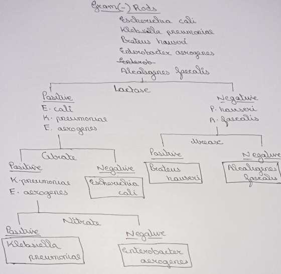 Geam(-) Rods Cescherichia coli Klebsiella pneumonial Preateus hauseri Enterobacter aerogenes Centerol Alcaligenes faecalis La