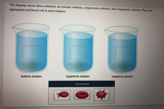 The diagram shows three solutions: an isotonic solution, a hypertonic solution, and a hypotonic solution. Place the appropria