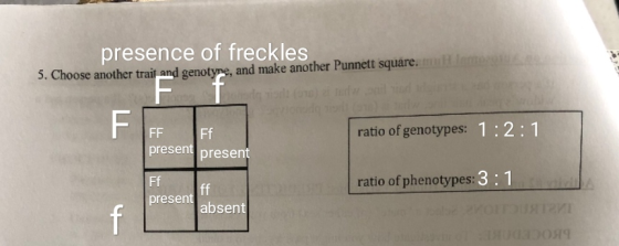 presence of freckles 5. Choose another trait and genotyne, and make another Punnett square. om ratio of genotypes: 1:2:1 FF F