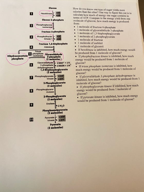 Glucose Hexokinase ATP Glucose 6-phosphate Phosphoglucose isomerase Fructose 6-phosphate Phosphofructo- ATP kinase-1 ADP Dihy