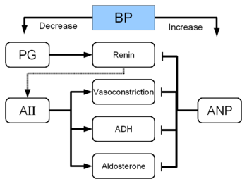 BP Decrease Increase →|Vasoconstriction|- AII ANP Aldosterone