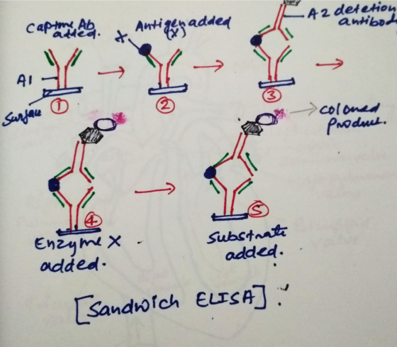 A2 deletion antibod captons, Ab added. &. Antigent added AI Surface coloned produs. Enzymex substrate added. added. Sandwich