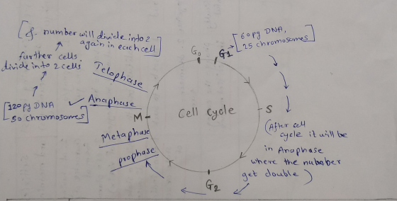 160p9 DNA, I number will divide into 2 7 & again in each cell! further cells, divide into 2 cells Peloph GL 25 chromosomes ce