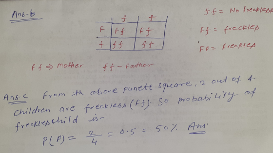 Ans-b ff= No frecklent f 1 fl. F FF FF + ff ff ff- FA- frecklep Freckles ff - mother & f- father Ans-c from the cobove punet