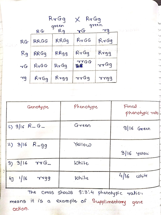 green green RrGq X RrGq RG I Rg rG rg RRGG | RRGg RrGG RrGg Rg RR Gg | RRgg RrGg Rogg RoGG RrGgB ros Ga roGG rg | RrGo Rogg |