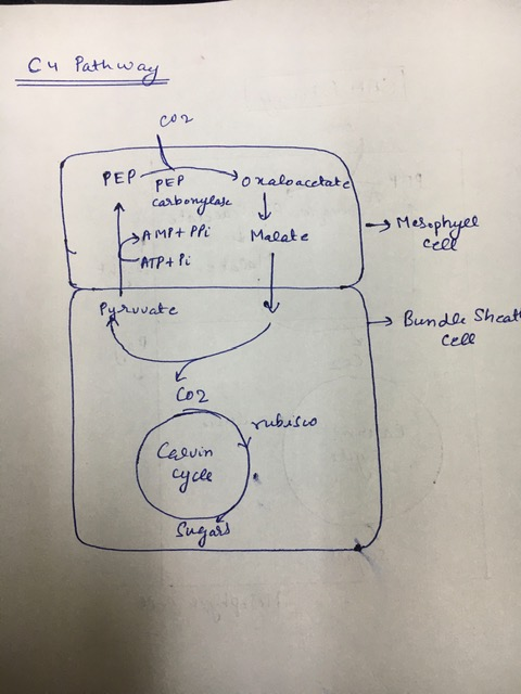 Cu Path way 4 PEP PEP o naloacetate 4 carbonylase I LAMP+PPi Malate ATP+ Pi Mesophyel cele Pyruvate Bundle Sheath Cell rubisc