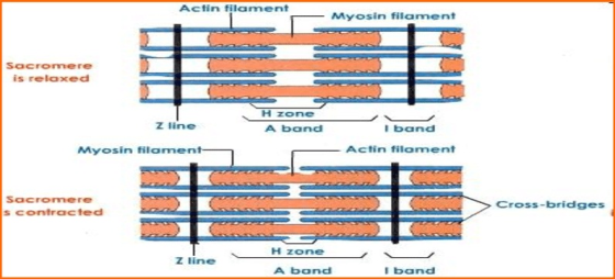 Actin filament Myosin filament Sacromere is relaxed Z line A band I band Myosin filament- Actin filament Sacromere scontracte