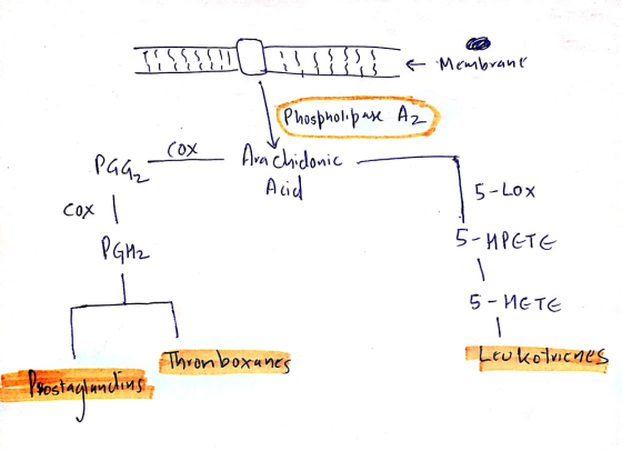 Iillll!! ! ! ! ! ! a Membrant Az P44, — Cox cox | (Phospholipase Arachidonic - Acid 15-Lox PGH2 5-HPETE 5-HETE Thronboxanes -