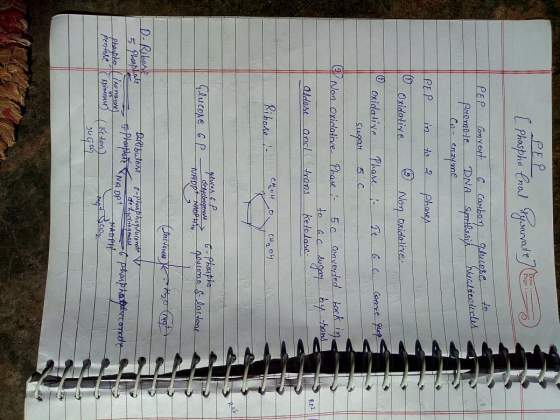PEP C phospho Cool Sysurvete PEP Convext 6 Carbon glucose promote DNA Synthesis Nucleotice Co-enzyme PEP in to 2 Phares © Oxi
