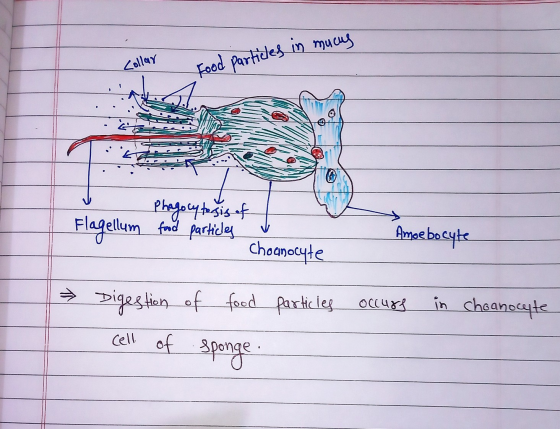 Collar Food particles in mucus J Phagocytosis of Flagellum food particles - Amoebocyte Choanocyte Digestion of food particles