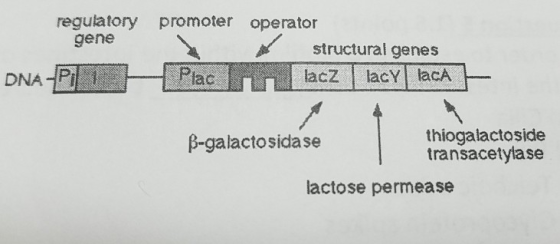 regulatory promoter operator gene structural genes lacz lacY lacA β-galactosidase thiogalactoside transacetylase lactose permease
